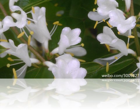 whitey201251