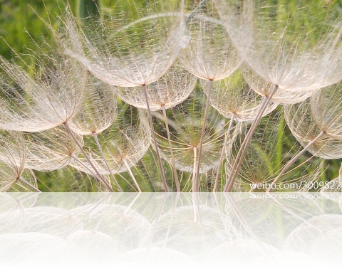 sanseeds