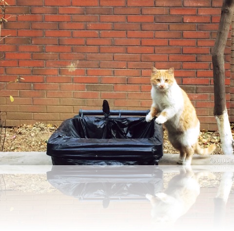 20141109cat