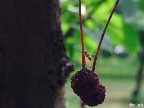 20150609.jpg