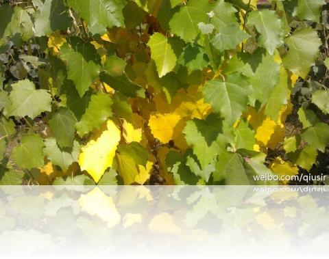 leafaut
