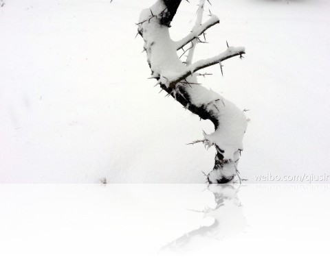 snowci1