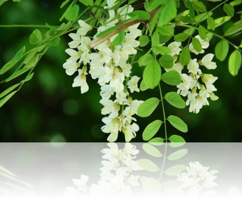 huaihua2.jpg